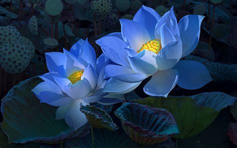 blue and white lotus